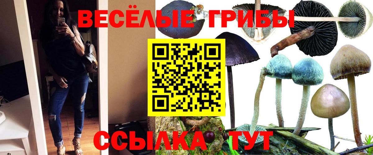 Псилоцибиновые грибы Cubensis Родники